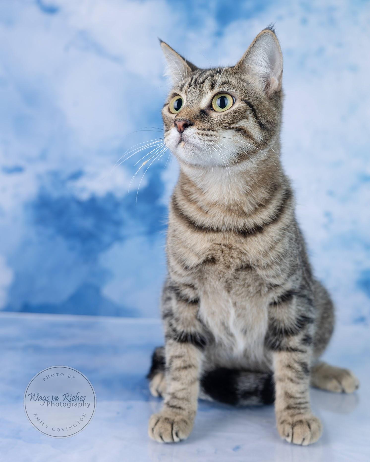 A young large-sized male Tabby (Gray / Blue / Silver) Domestic Short Hair cat named Saber for adoption in Tuscaloosa, AL