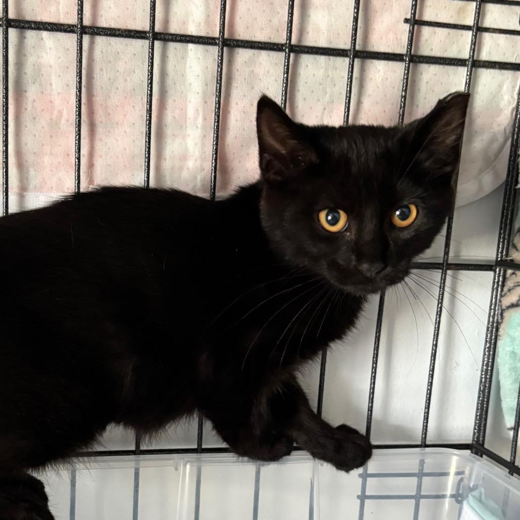 Peppercorn Rockyfork photo 1