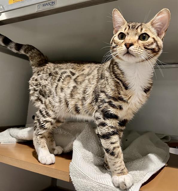 A young small-sized male Bengal cat named Casanova for adoption in San Francisco, CA