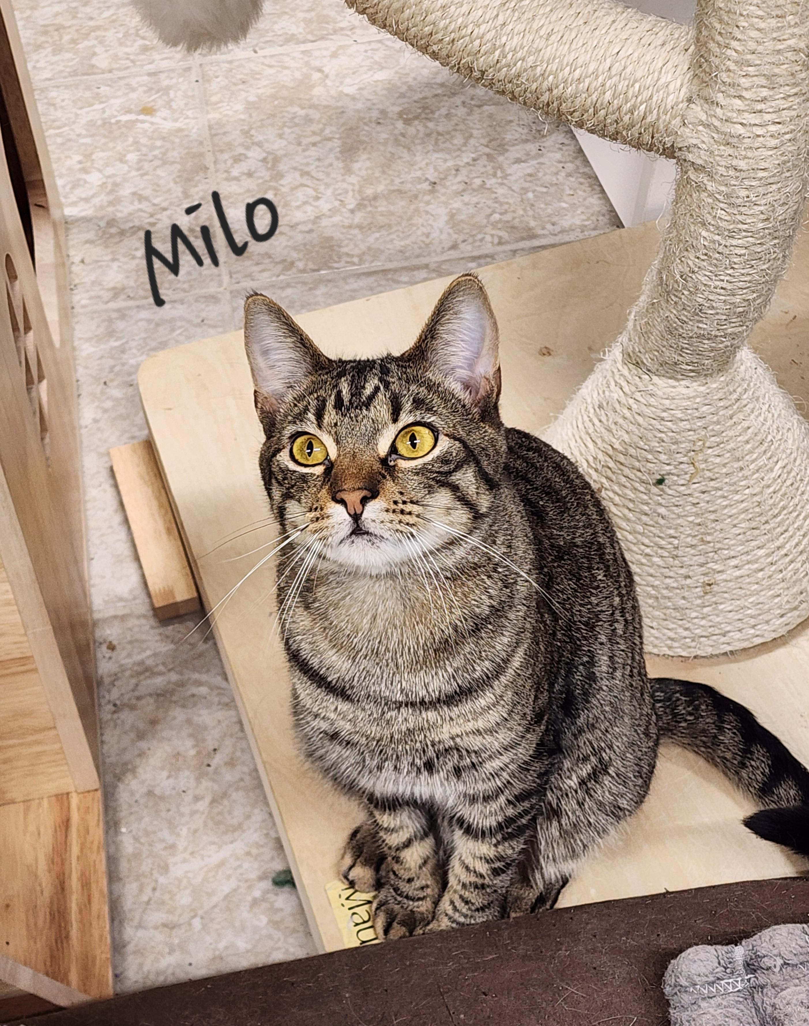 Milo