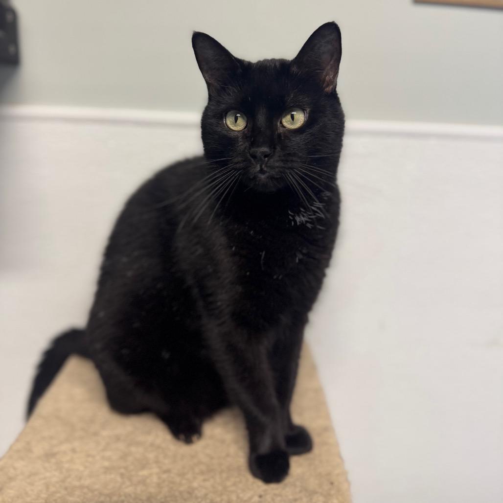 Queen Of Hearts photo 1