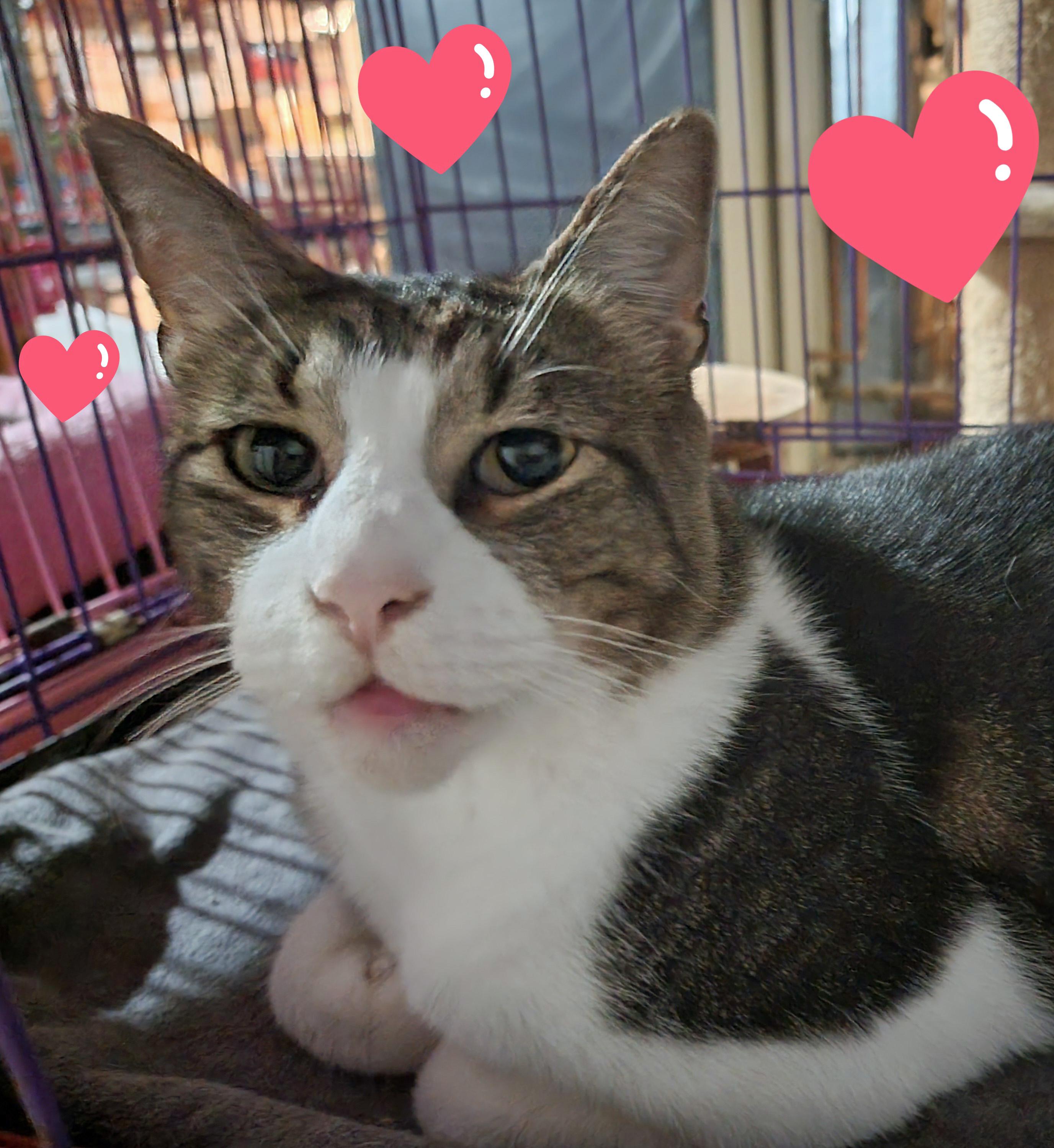 Mr. Bojangles photo 1