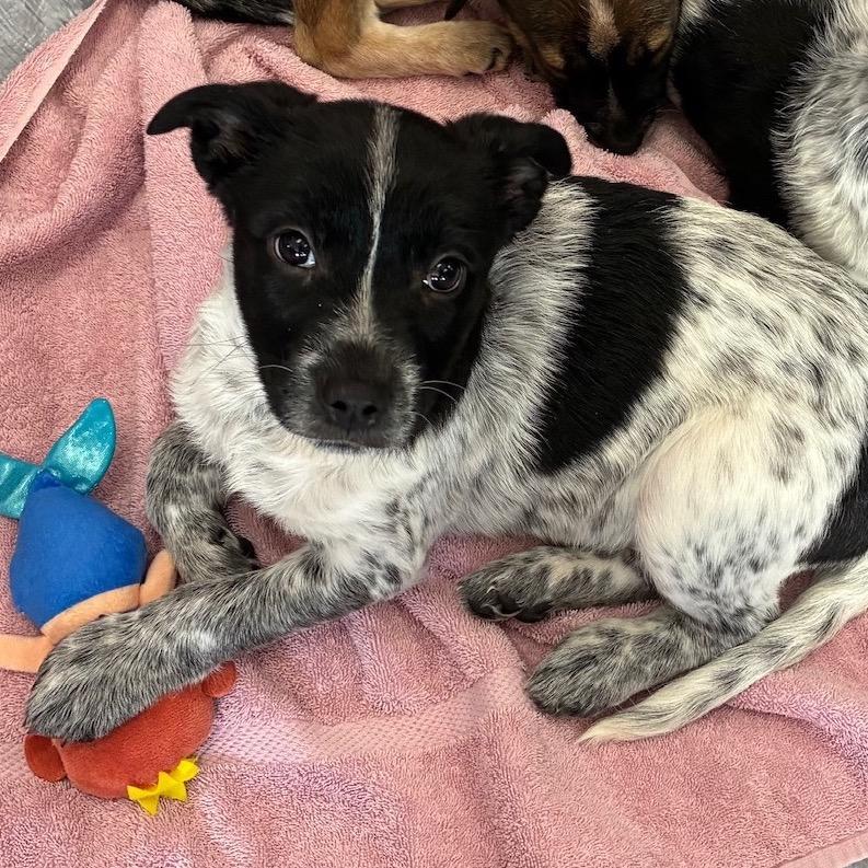 A baby small-sized female Black Mixed Breed dog named Greta for adoption in Alexandria, VA