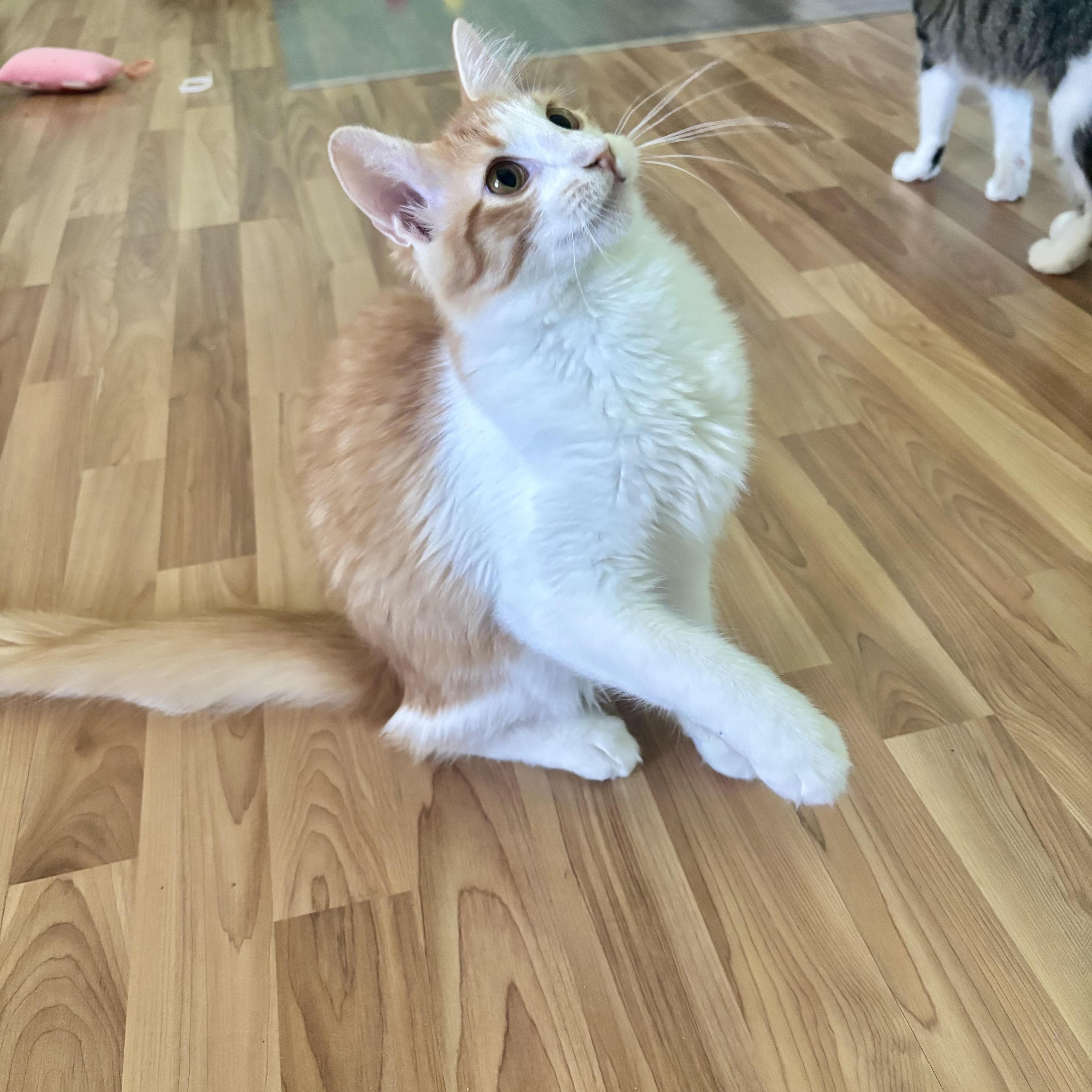 Tangelo Lapcat Lover