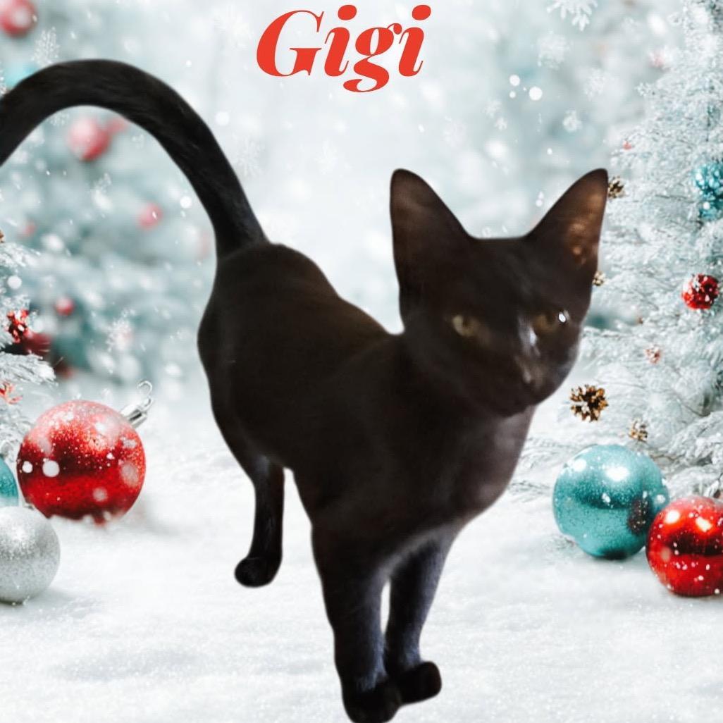 Gigi