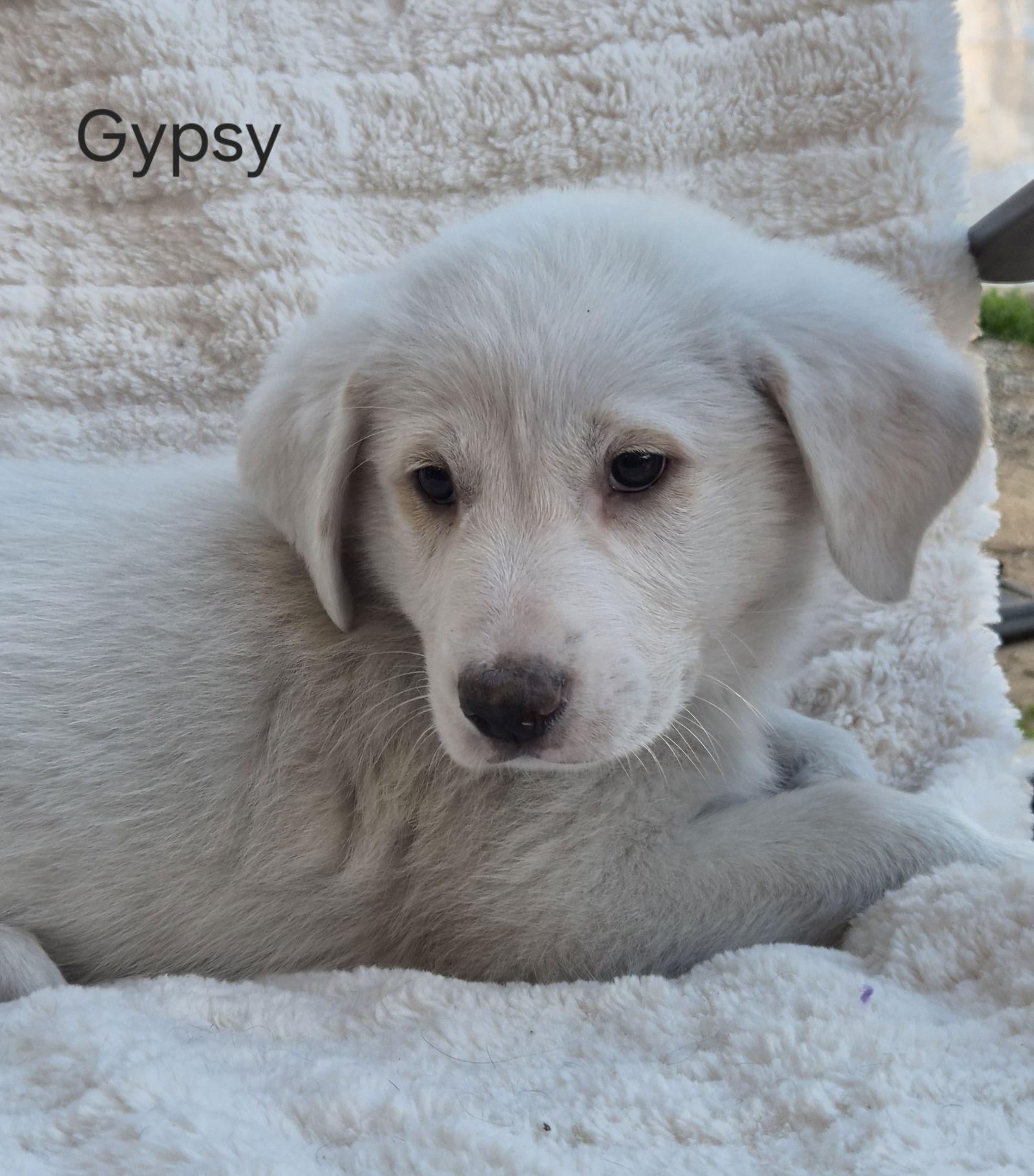 Gypsy