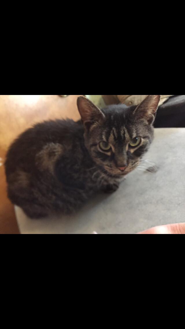 An adult medium-sized female Tabby (Tiger Striped) Domestic Short Hair cat named Lois for adoption in Castile, NY