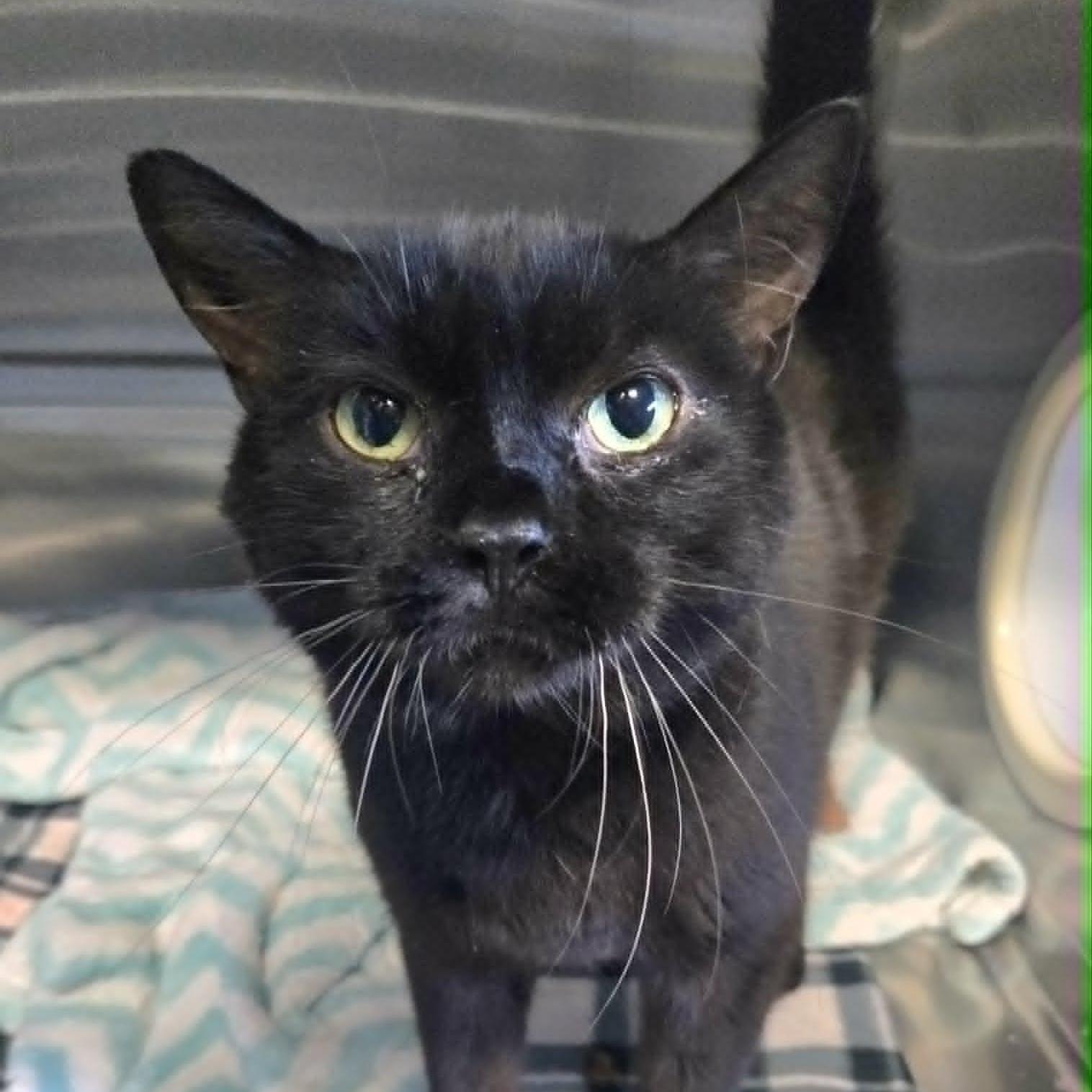 Scooby At Hooves And