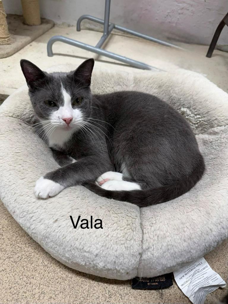 Vala