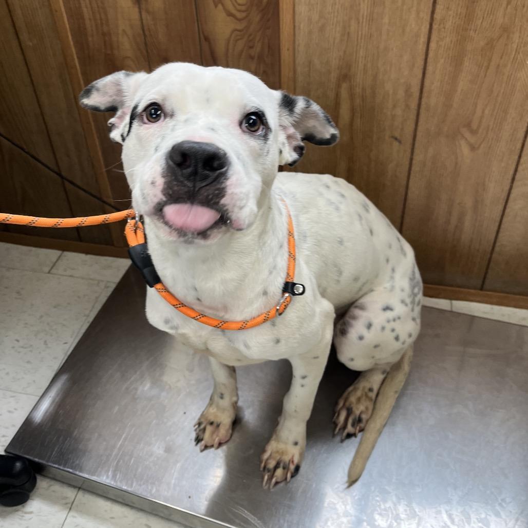 An adult medium-sized male White / Cream Mixed Breed dog named Monty for adoption in Columbiana, AL