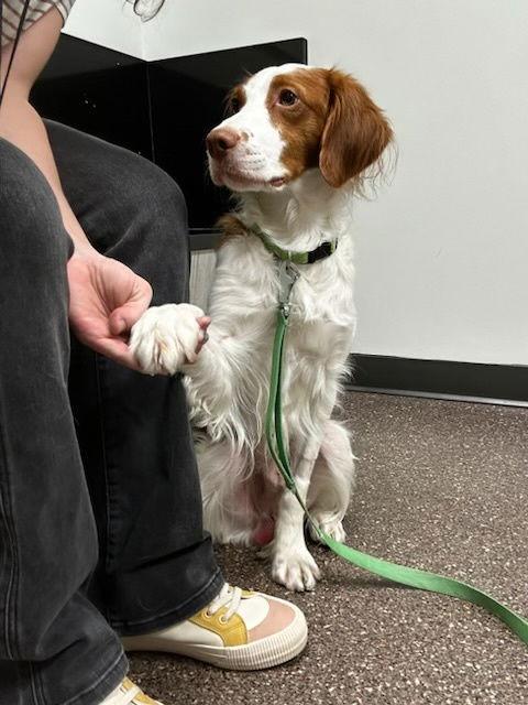 An adult medium-sized male Brittany Spaniel dog named Utecho for adoption in Baldwinsville, NY