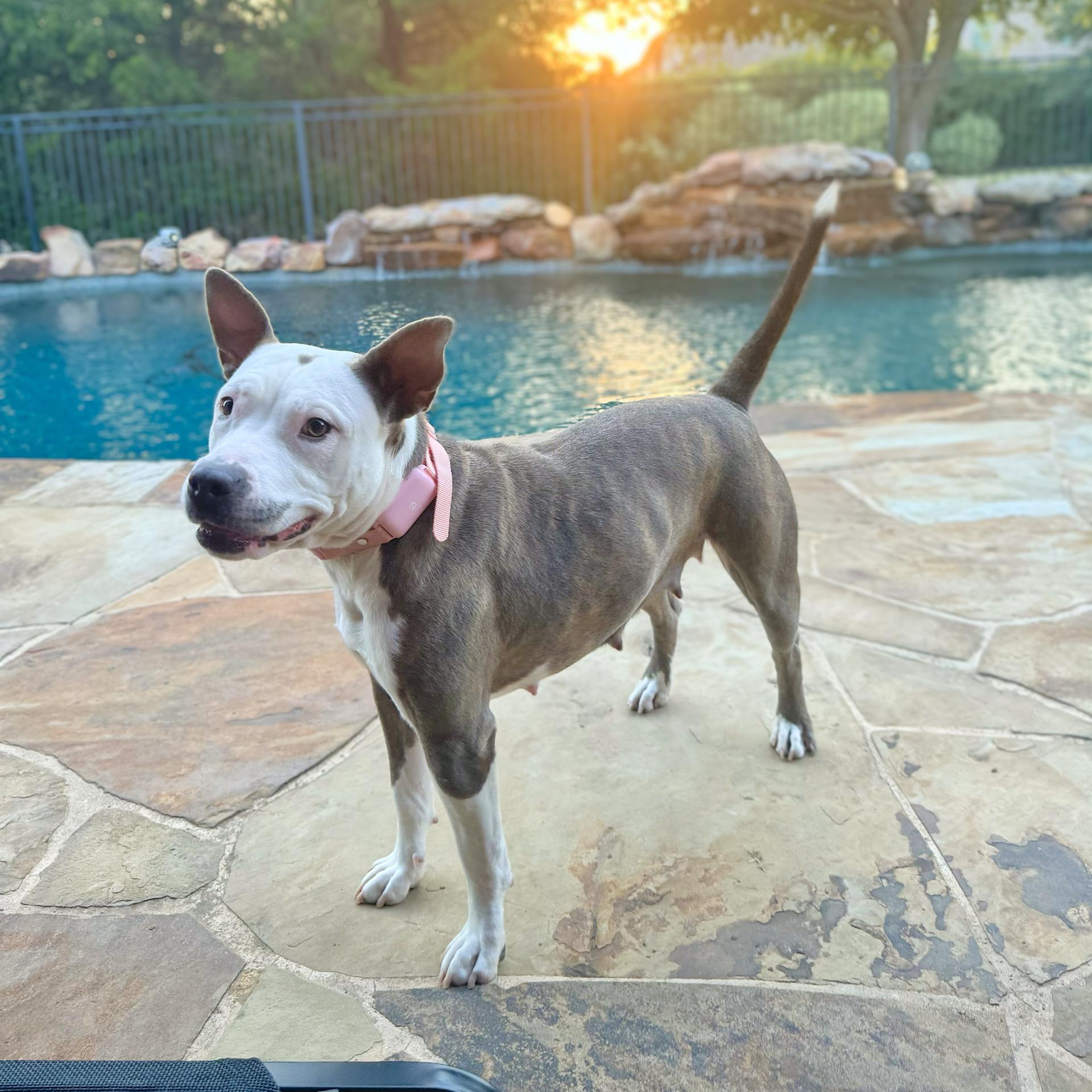 A young medium-sized female Brindle American Staffordshire Terrier dog named Espy for adoption in Haslet, TX