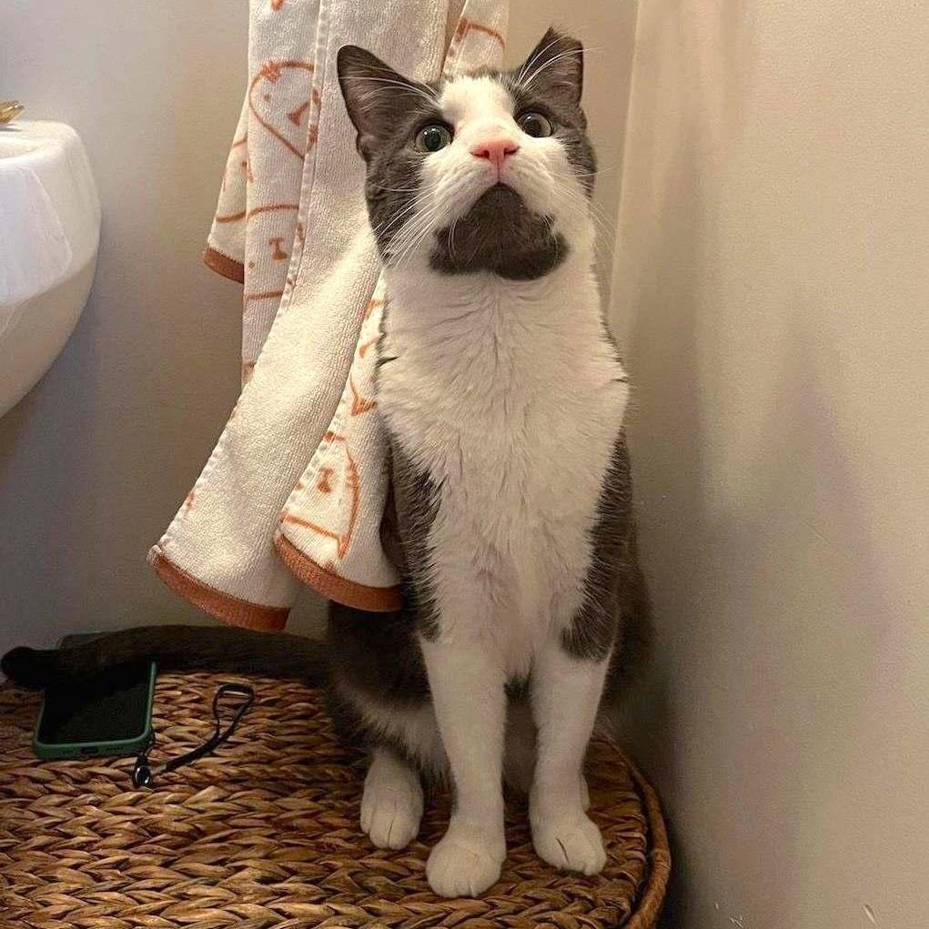 An adult large-sized male Gray & White Domestic Short Hair cat named Grover for adoption in Bloomfield, NJ