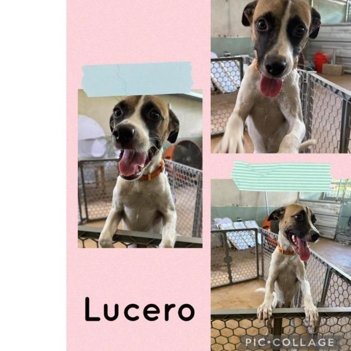 Lucero