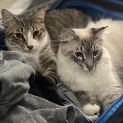 A young large-sized male Himalayan cat named Oreo & Kit Kat for adoption in Long Beach, MS