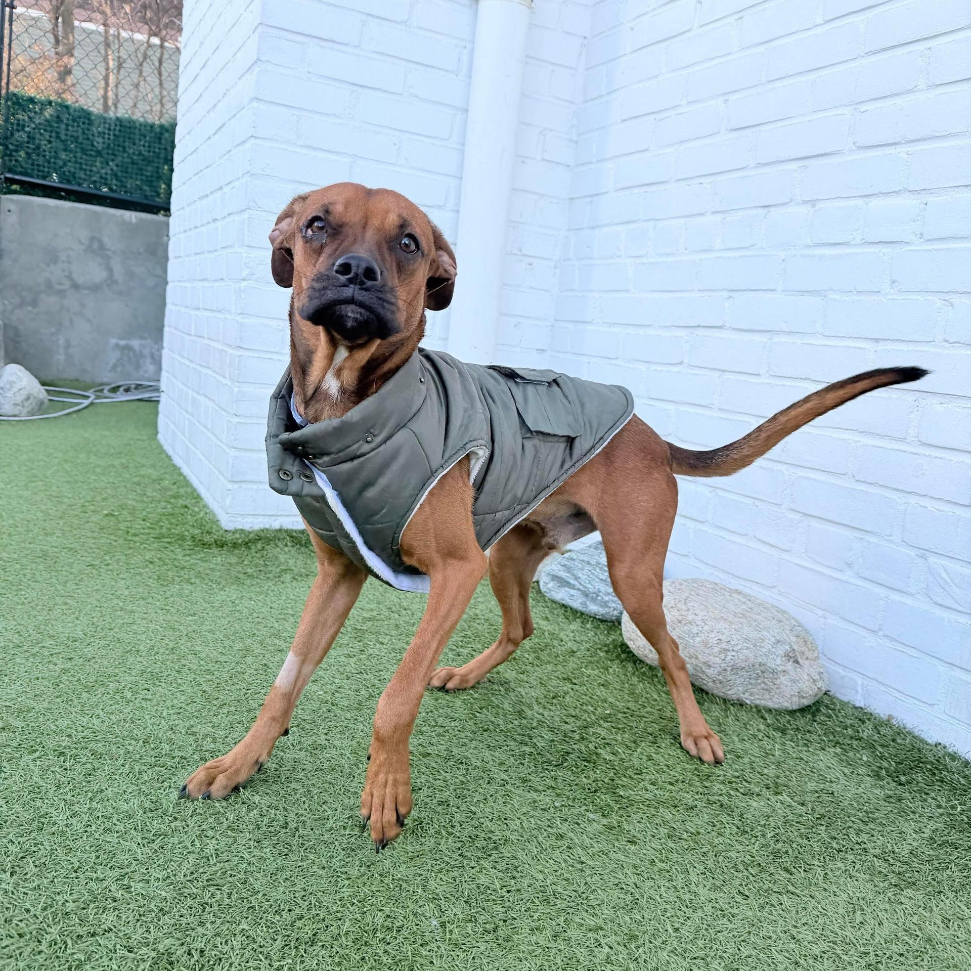 Kenny The Boxer photo 1