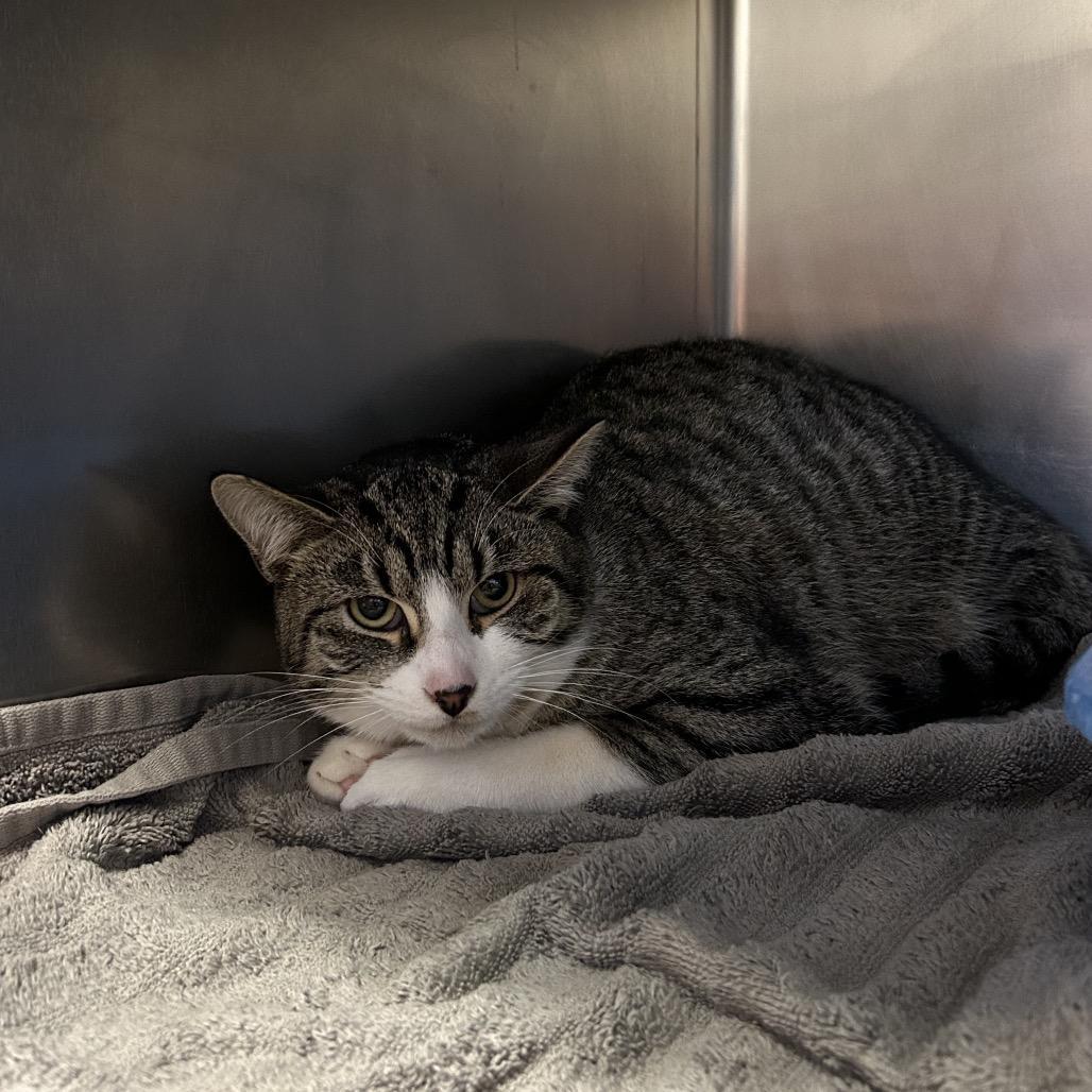 An adult medium-sized male Brown / Chocolate Domestic Short Hair cat named Albion for adoption in Bristol, IN