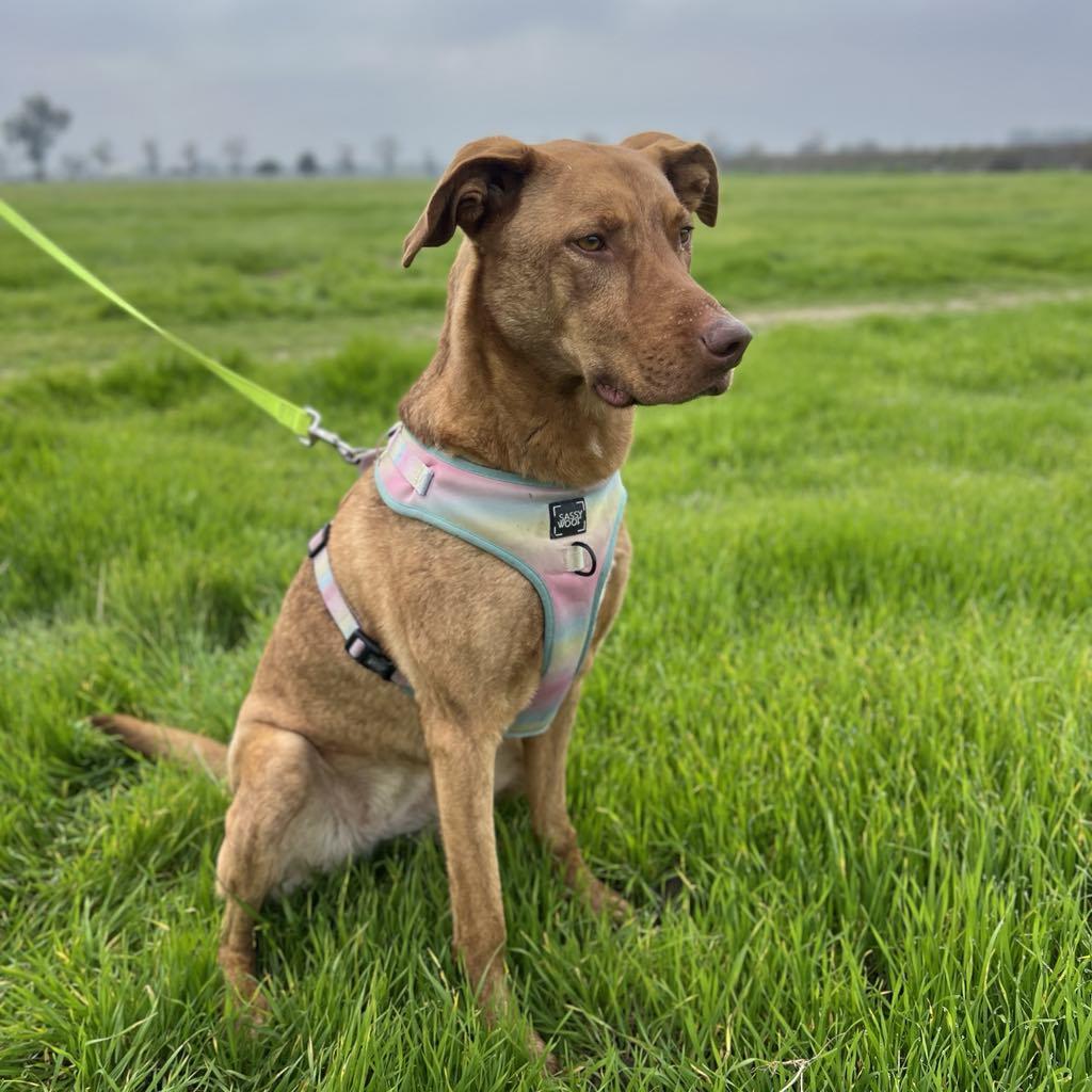 An adult large-sized female Brindle Shepherd dog named Hazel for adoption in Visalia, CA