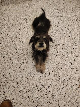 An adult small-sized male Mixed Breed dog named Tucker for adoption in Atlanta, GA