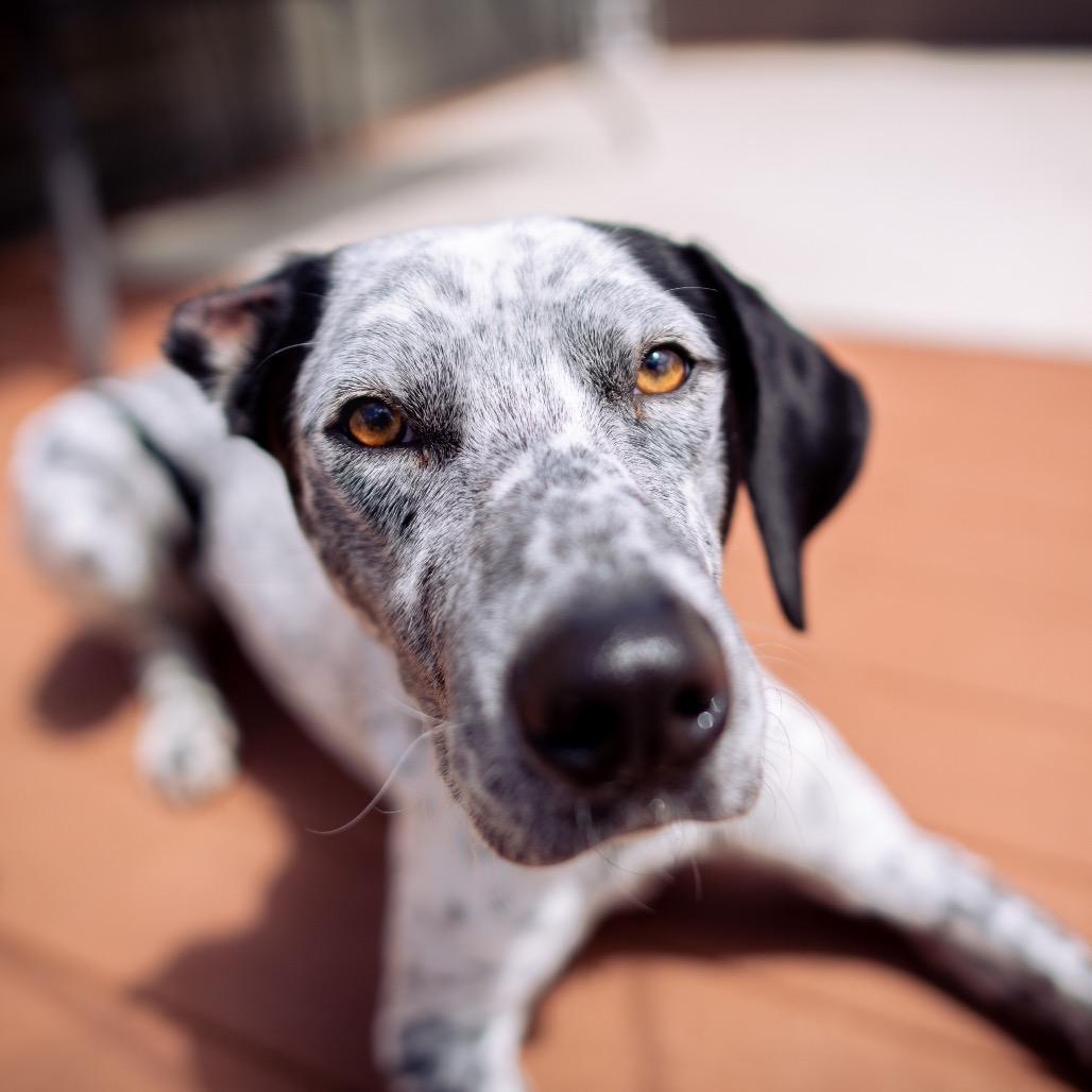A senior medium-sized male Black Catahoula Leopard Dog dog named Kahlo for adoption in Tacoma, WA