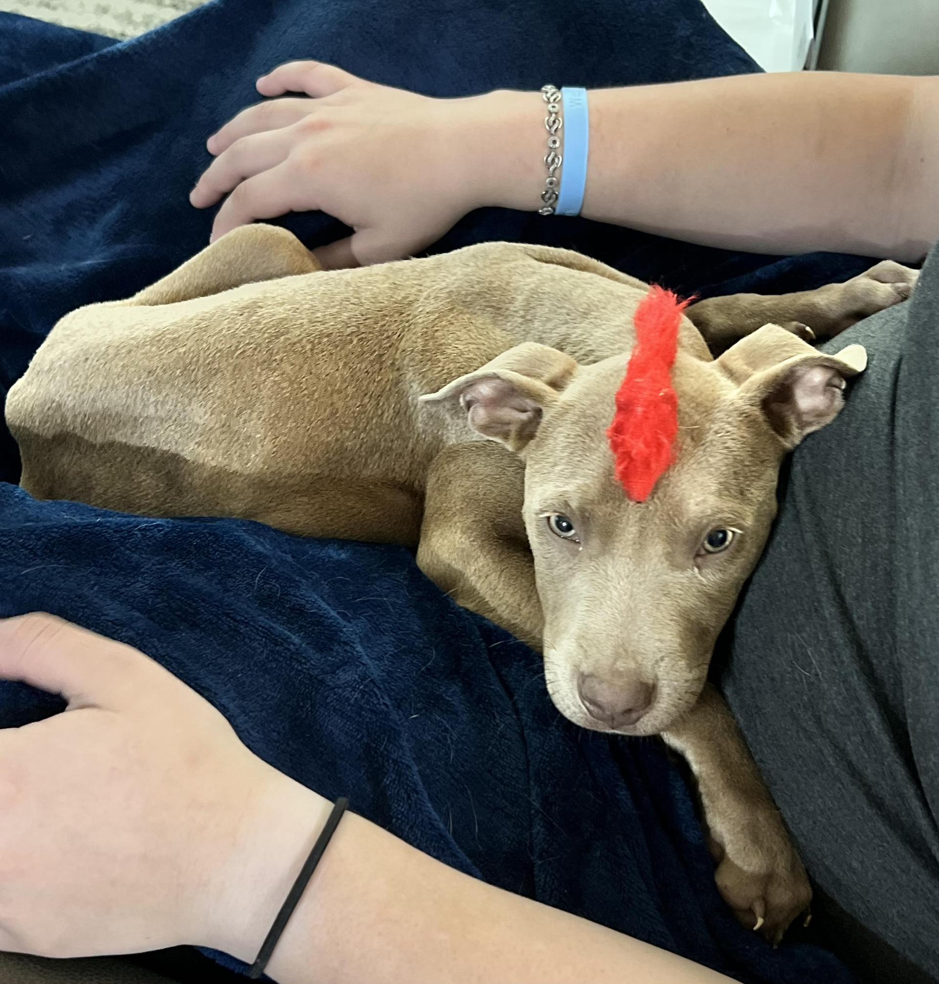 A baby small-sized male Apricot / Beige Mixed Breed dog named Twix for adoption in Longview, TX