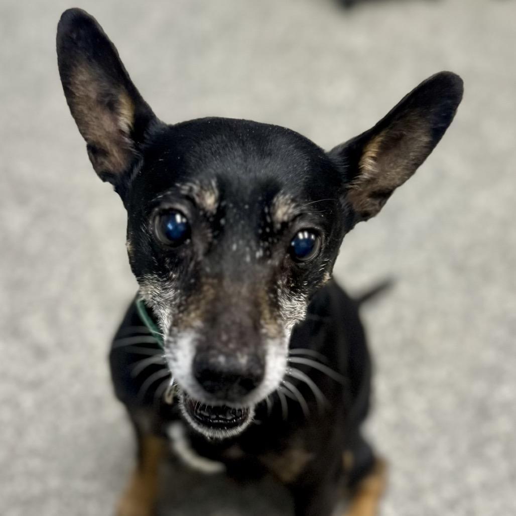 Oscar Loves Playing Fetch