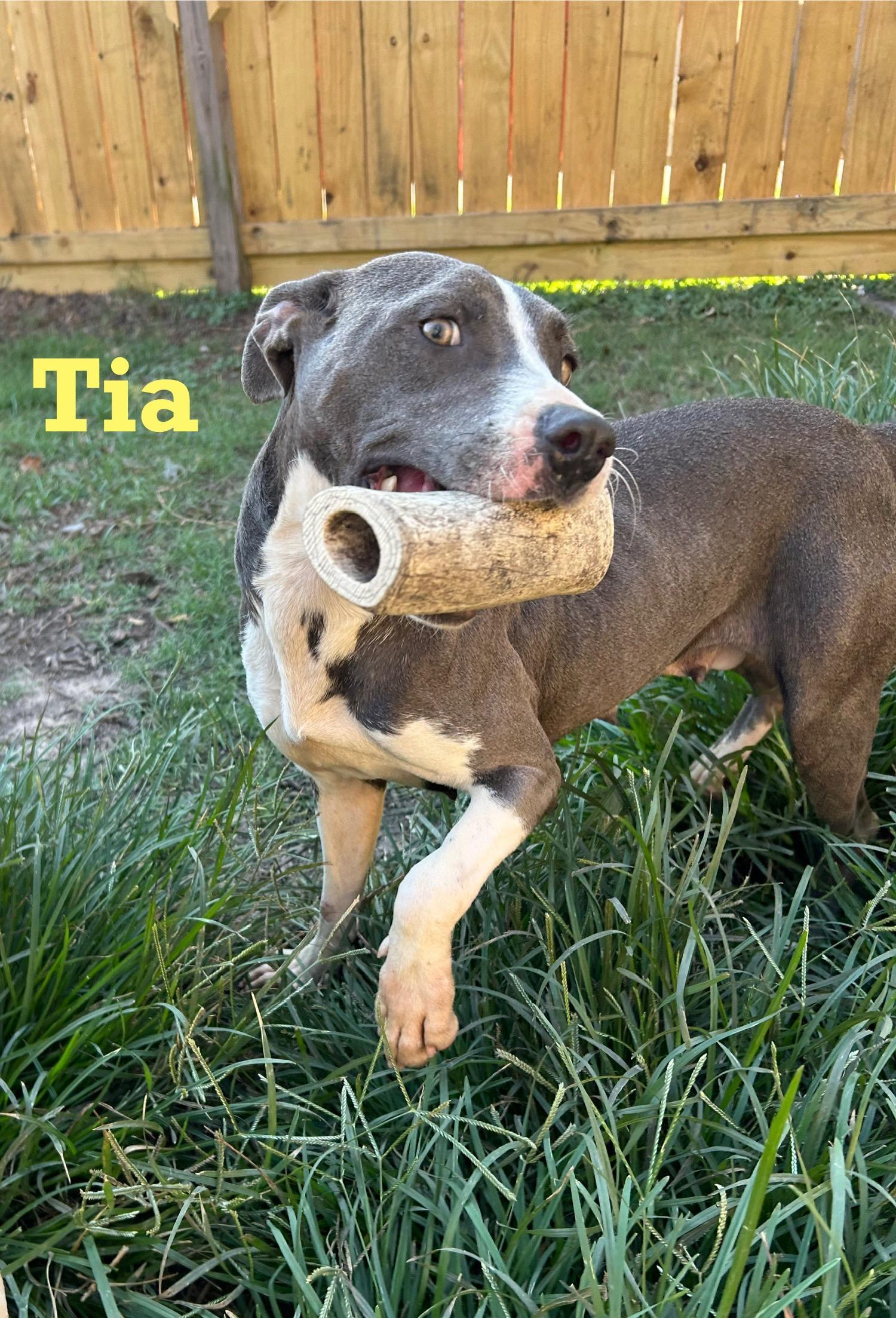 An adult medium-sized female Gray / Blue / Silver Pit Bull Terrier dog named Tia for adoption in Pearland, TX