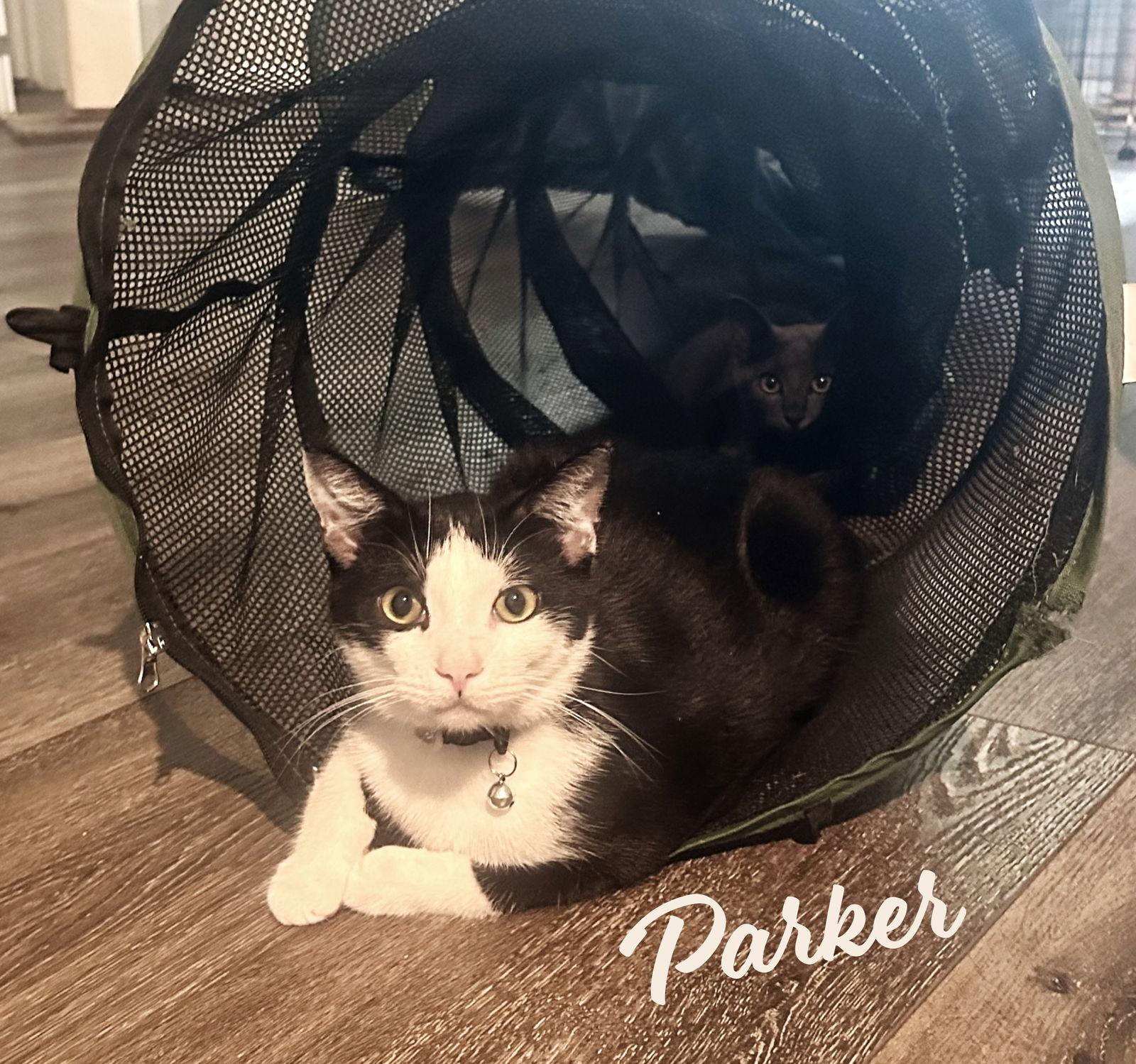 Parker Trailertrashnomore