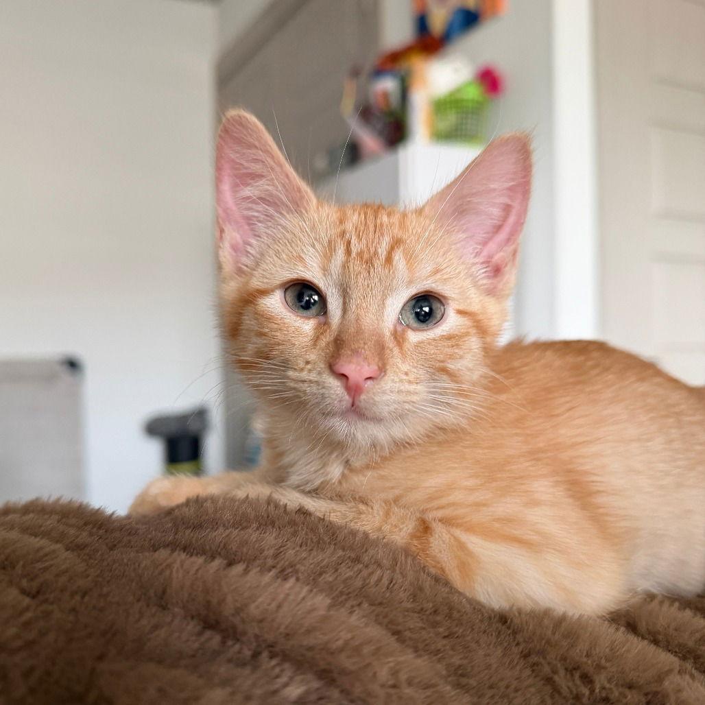 Reggie Miller photo 1