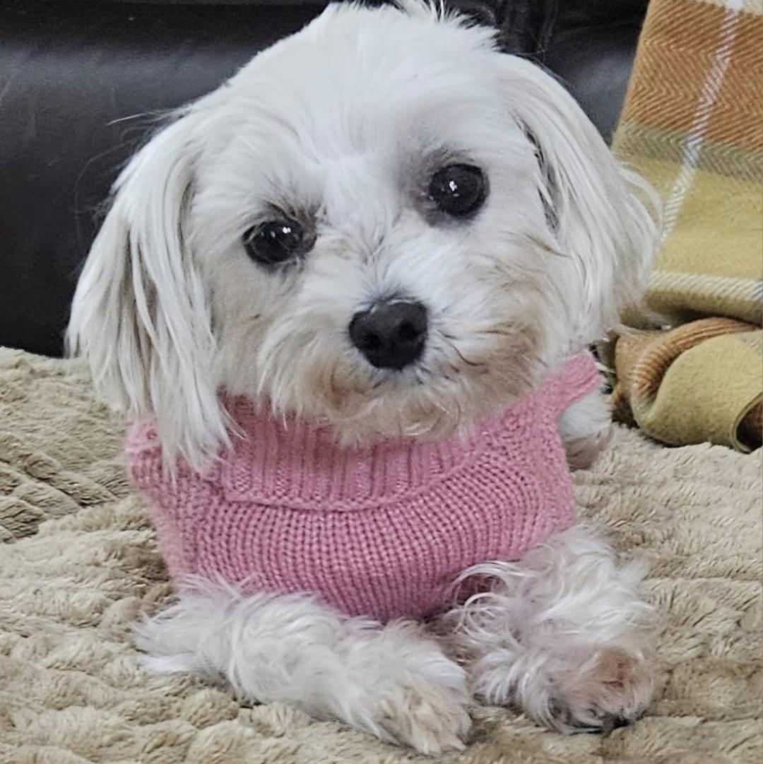 A young small-sized female Maltese dog named Gucci for adoption in Hartland, WI