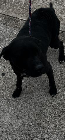 An adult large-sized male Labrador Retriever dog named Wallace for adoption in Houston, TX