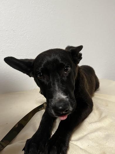 A baby medium-sized male Black German Shepherd Dog dog named Yappa for adoption in Liverpool, TX
