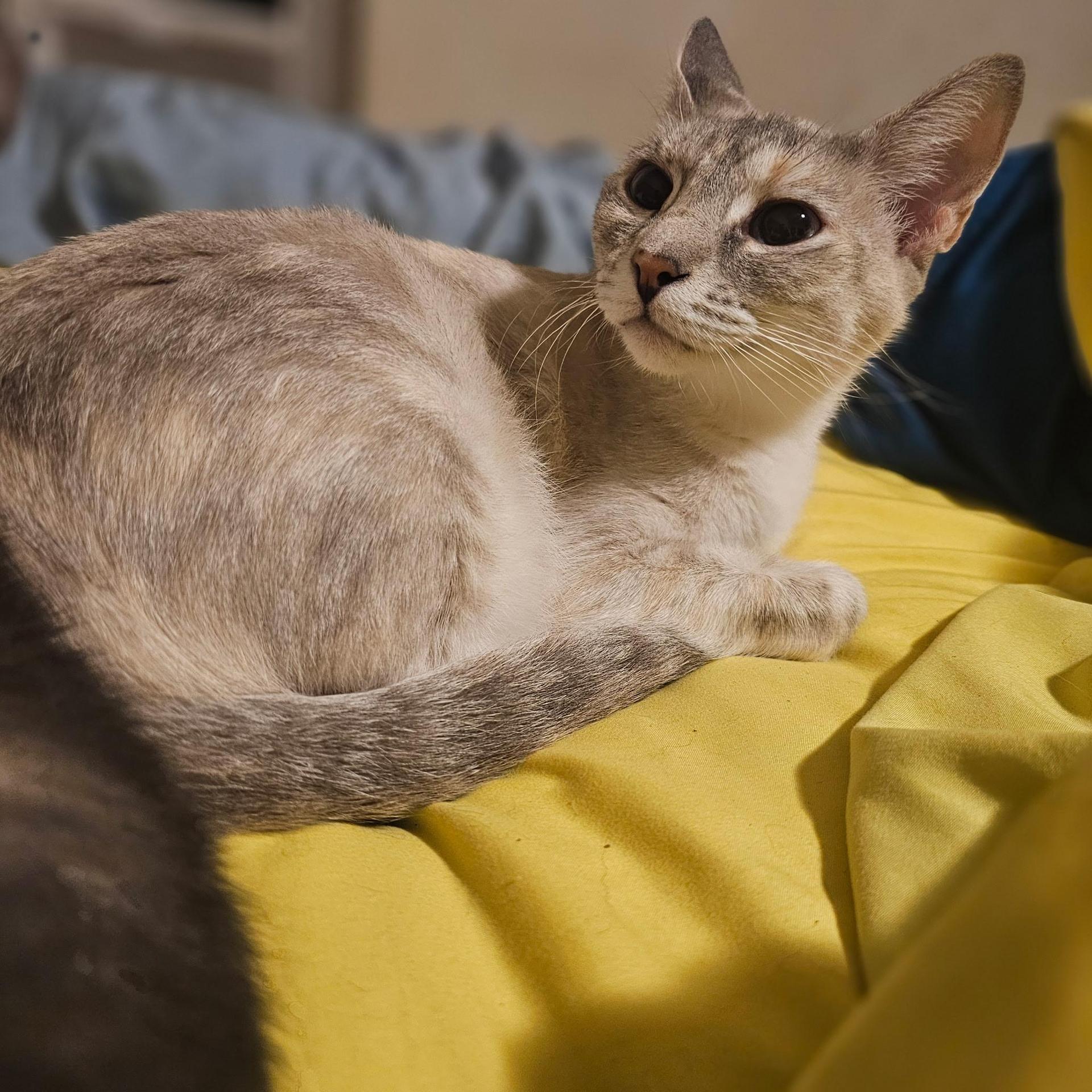 Padmé