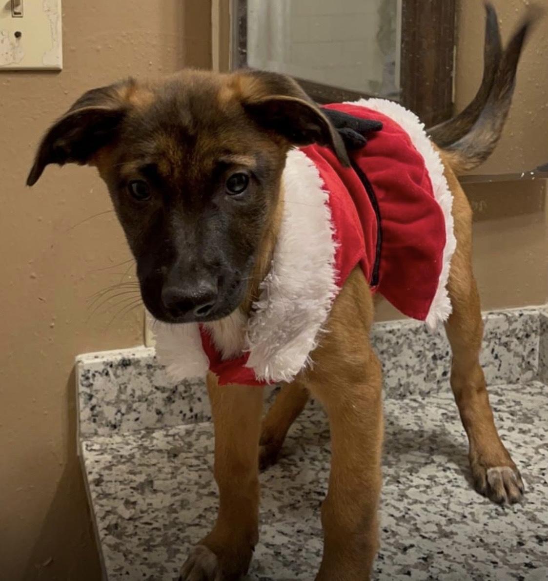 A baby medium-sized female Golden German Shepherd Dog dog named Noelle for adoption in Richmond, TX