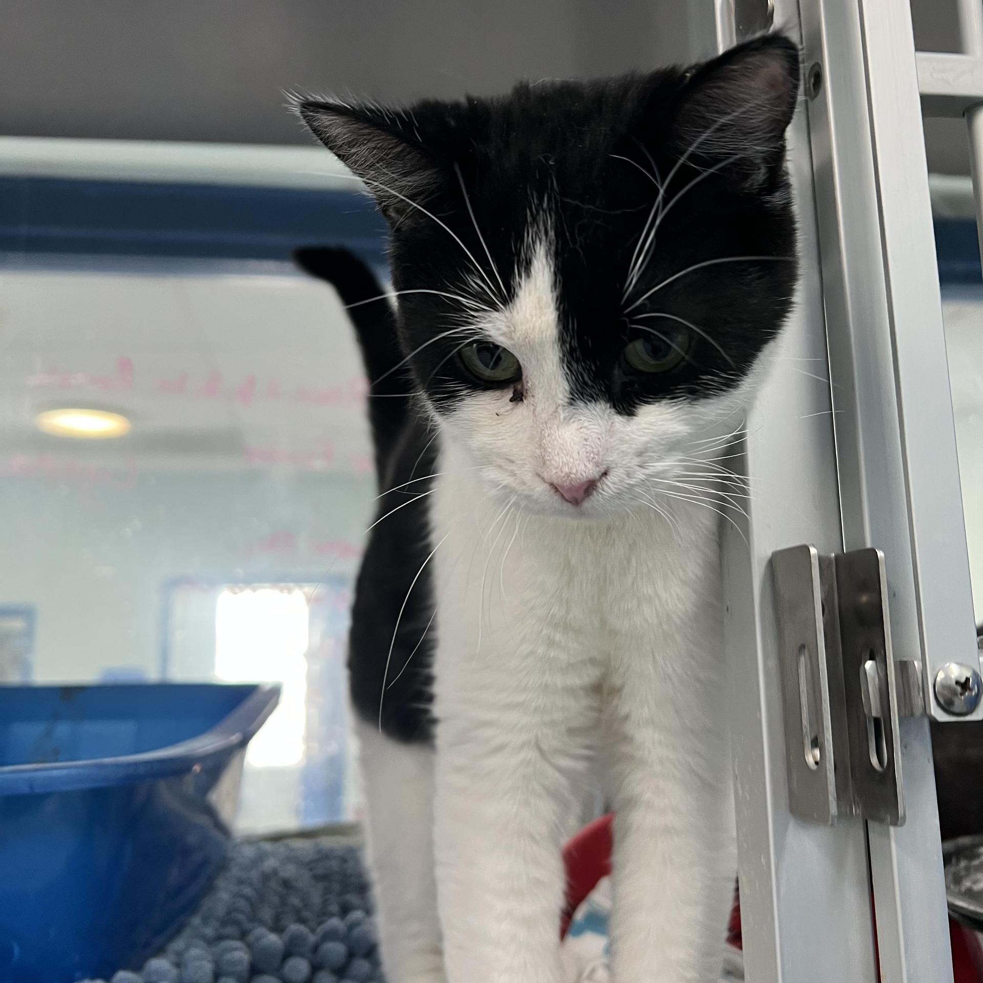 A young medium-sized female Black & White / Tuxedo Domestic Short Hair cat named Brandy for adoption in Berryville, VA