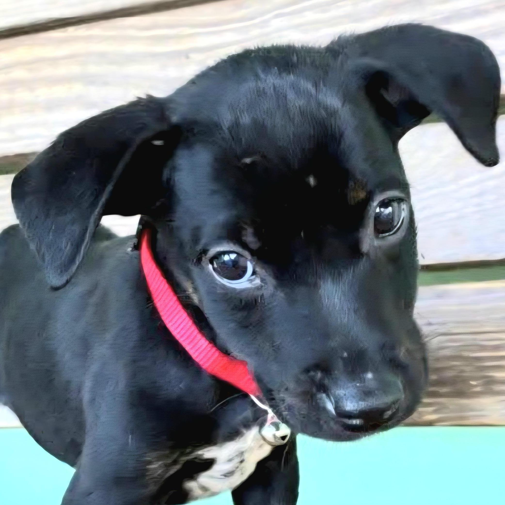 Colibri "the Cuteness Litter