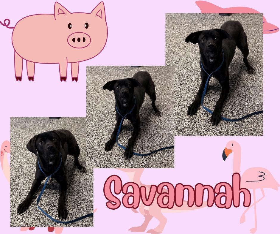 Savannah