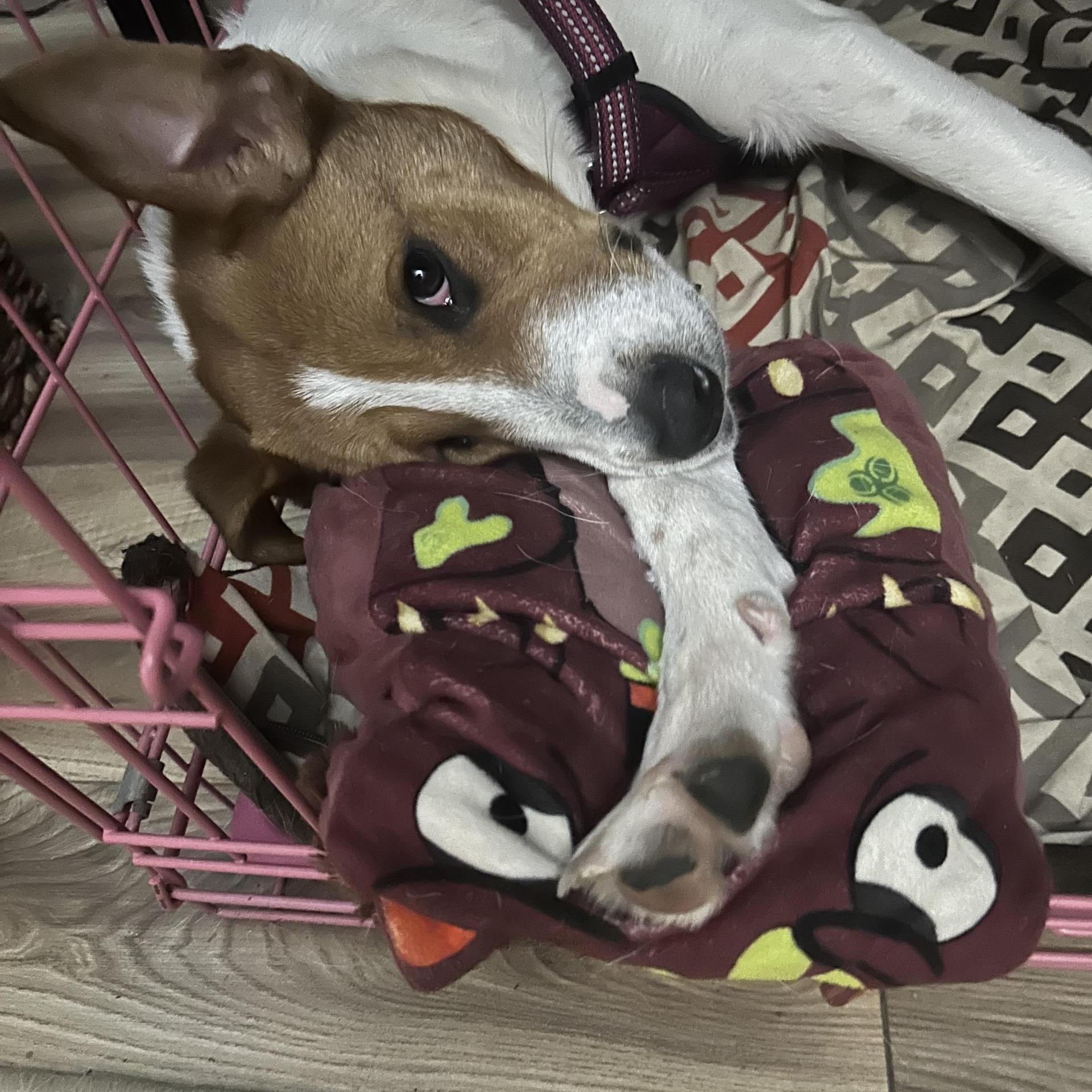 A baby medium-sized female White / Cream Hound dog named Blu for adoption in Huntington, NY
