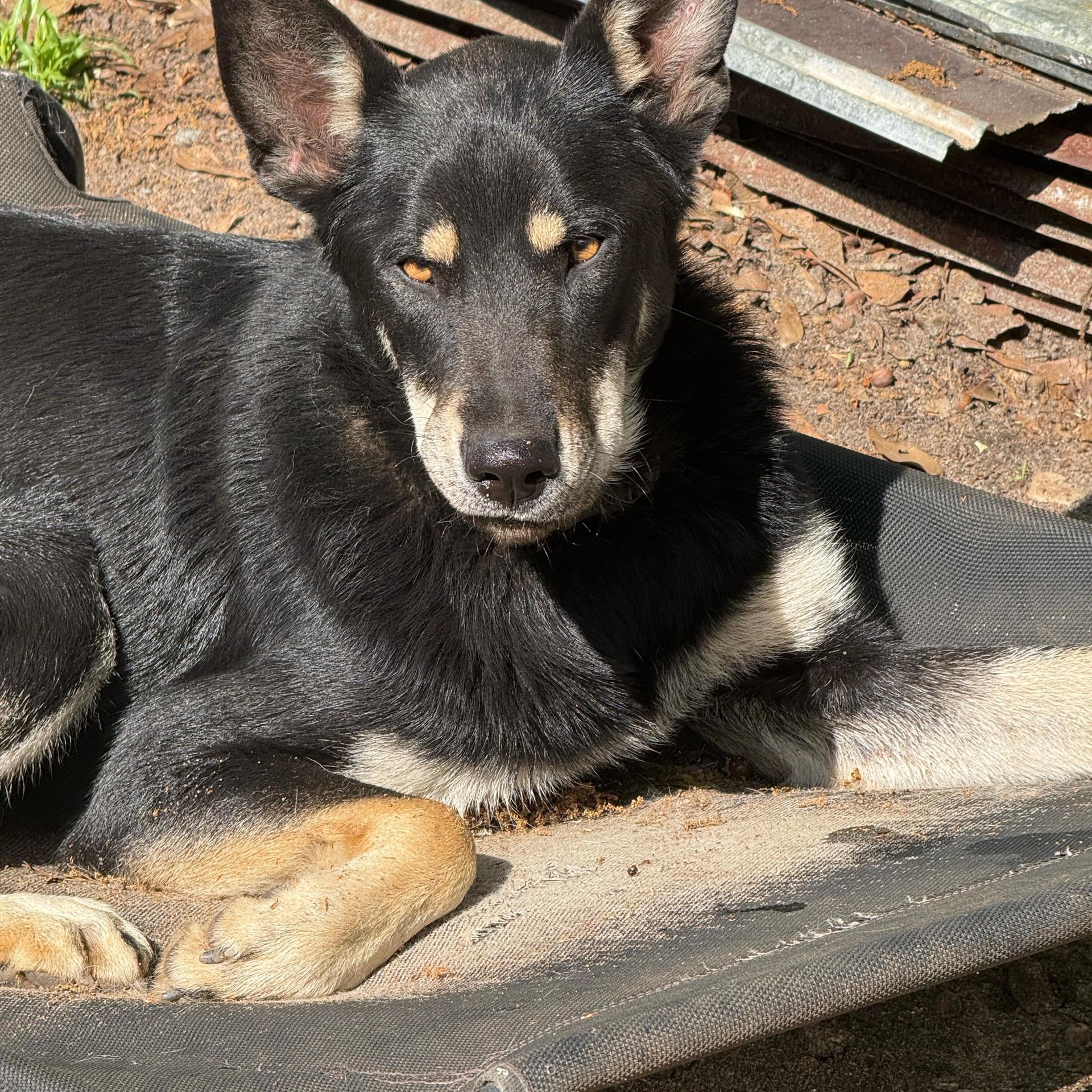 An adult medium-sized male Siberian Husky dog named Potsie for adoption in Sumter, SC