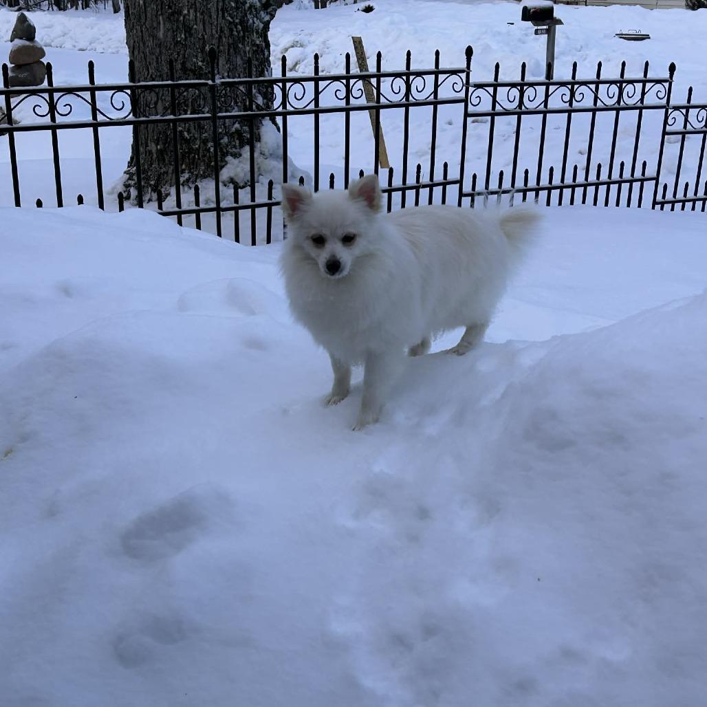A young small-sized female White / Cream Pomeranian dog named Gidget for adoption in Park Falls, WI