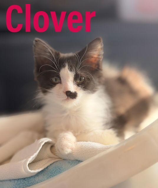 Clover Dmh Willow