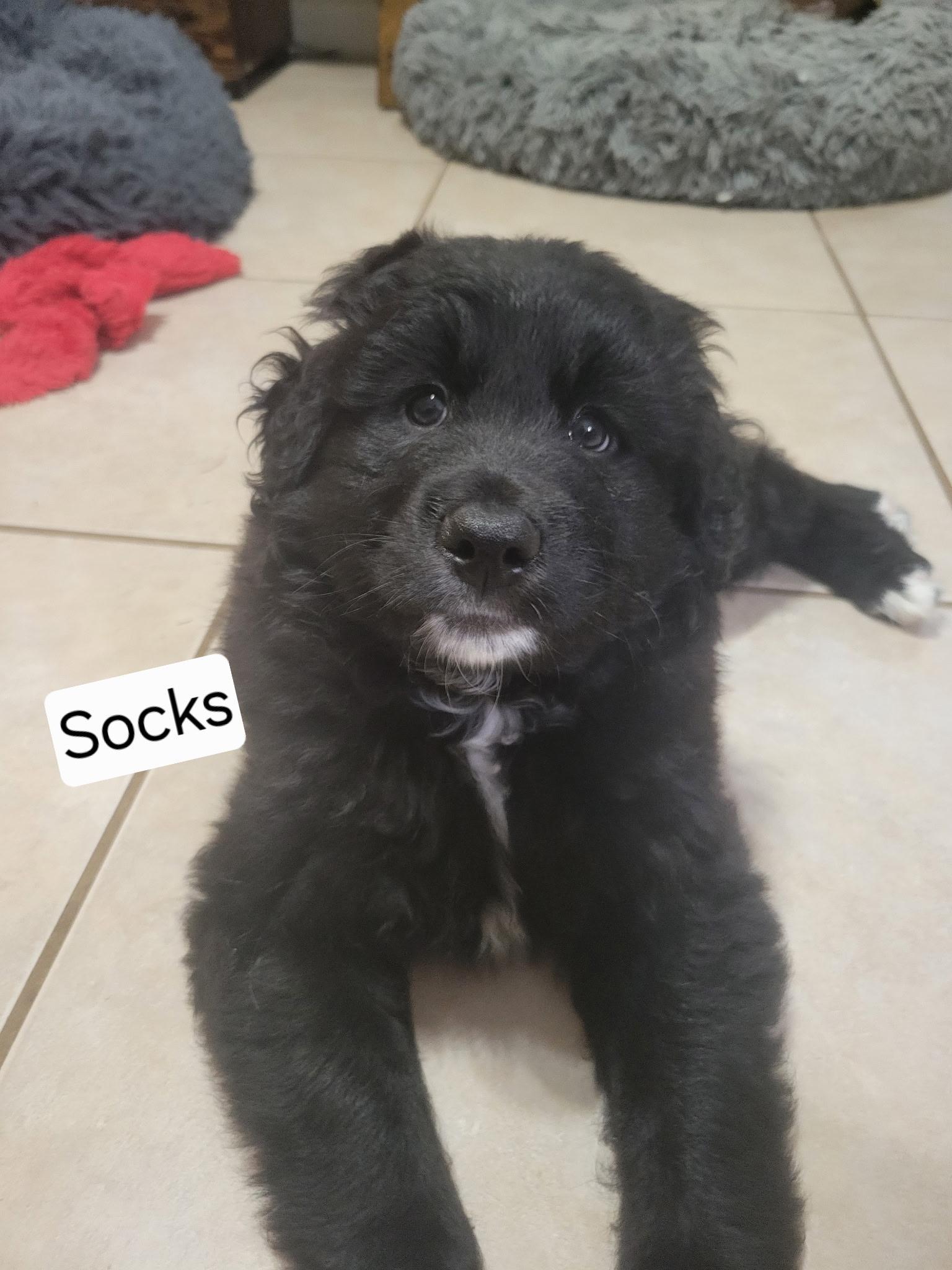 Socks photo 1