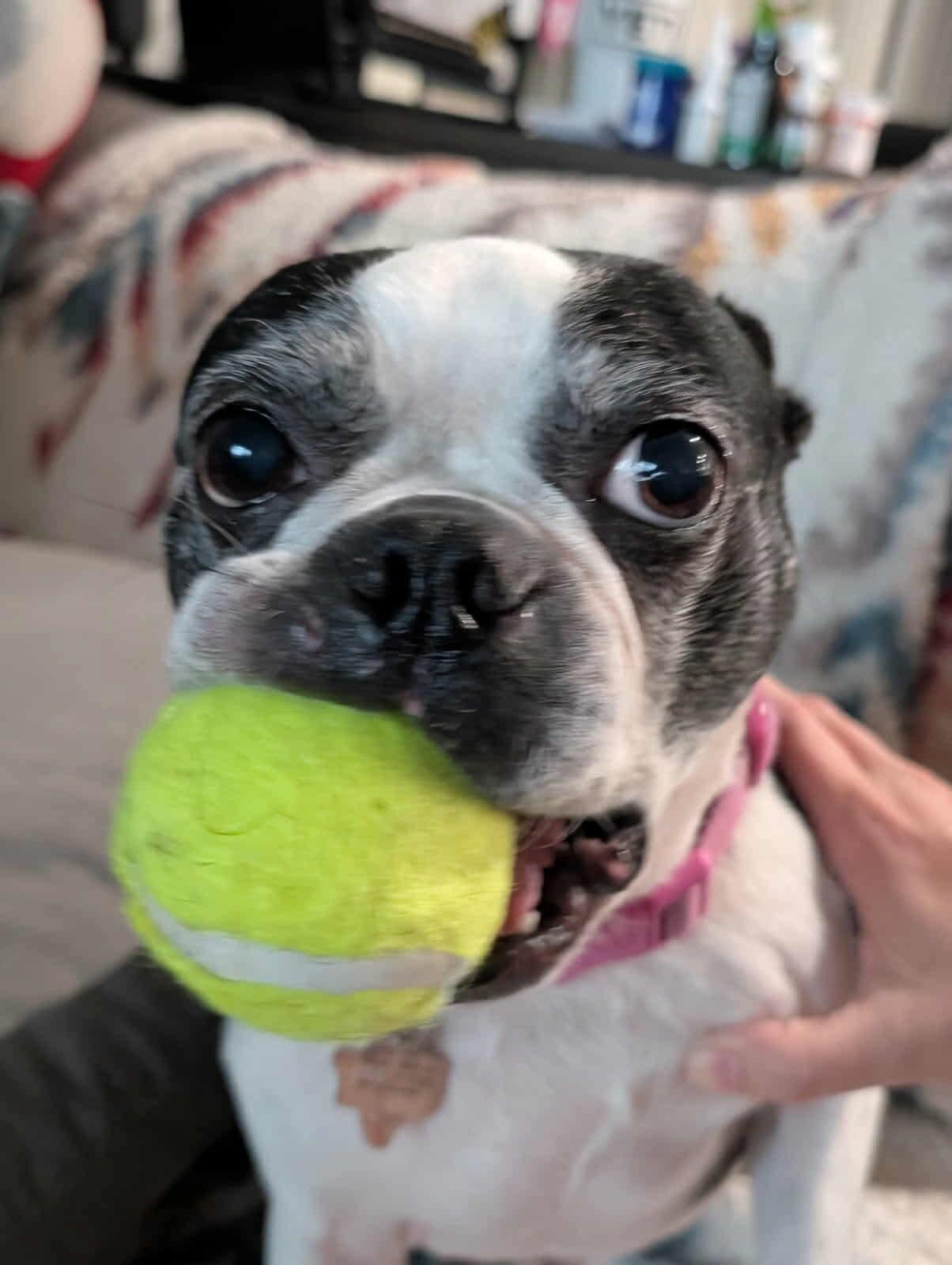 A senior medium-sized female Boston Terrier dog named Panda for adoption in Van Vleck, TX