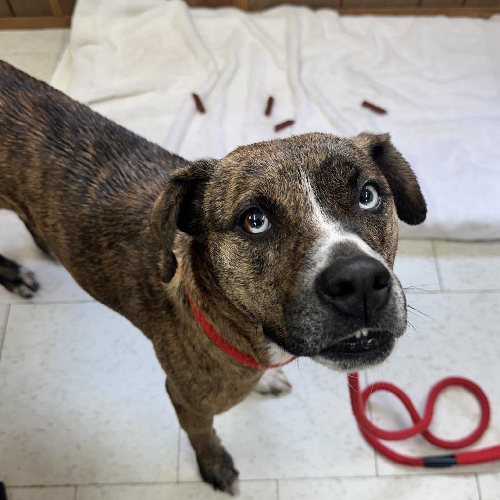 An adult medium-sized female Brown / Chocolate Mixed Breed dog named Lemongrass for adoption in Columbiana, AL