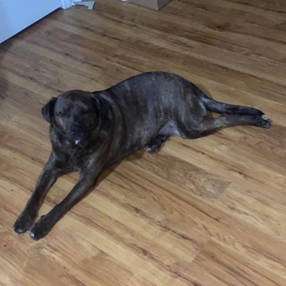 Rambocourtesy Listing