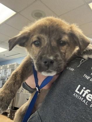 A baby small-sized female Mixed Breed dog named Atlee for adoption in Chamblee, GA