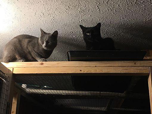 Nicky Bonded With Max