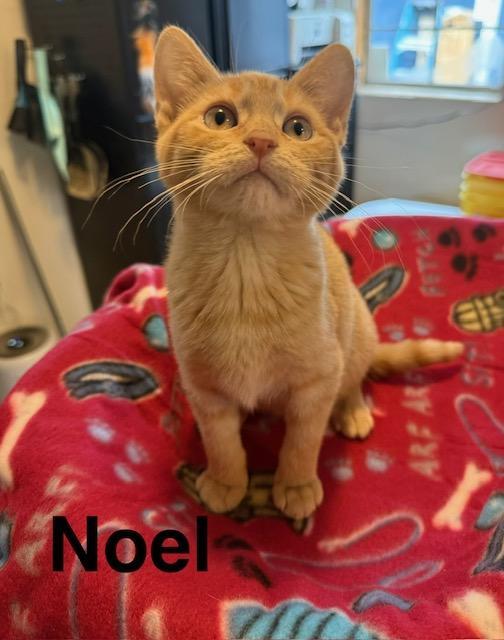 Noel