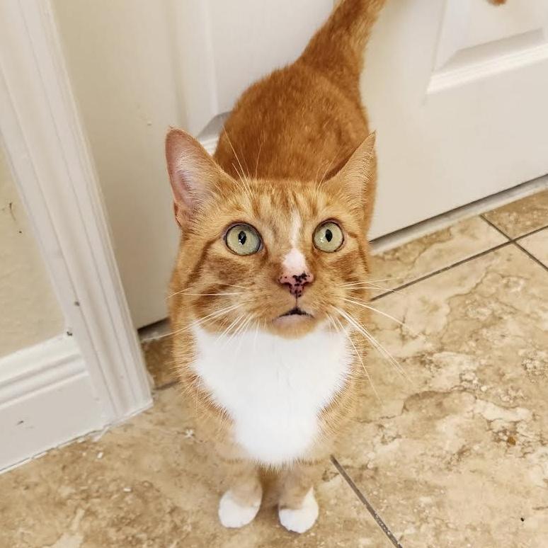 An adult large-sized male Orange & White Domestic Short Hair cat named Guero for adoption in Miami, FL