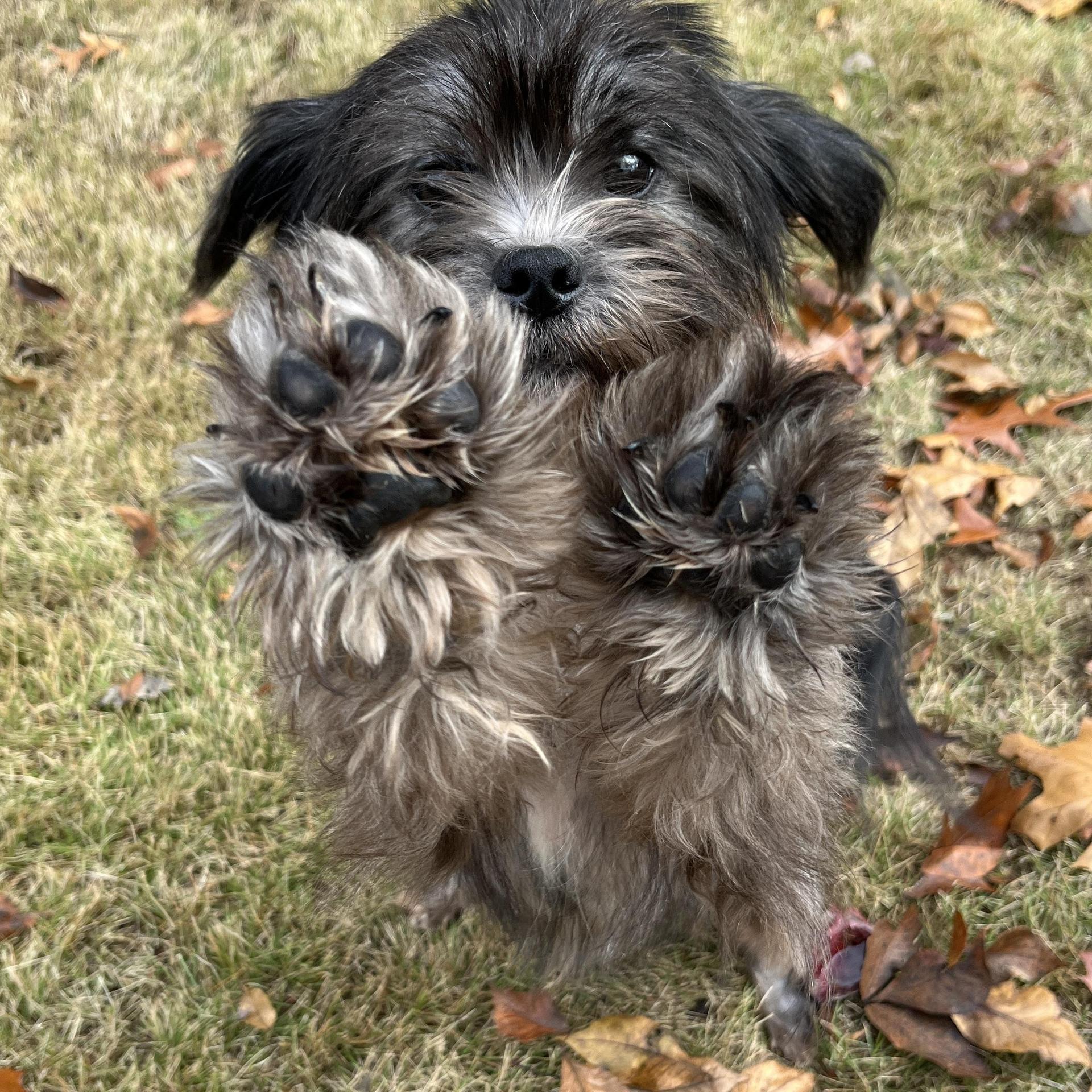 A young small-sized female Black Shih Tzu dog named Ivy for adoption in Calera, AL